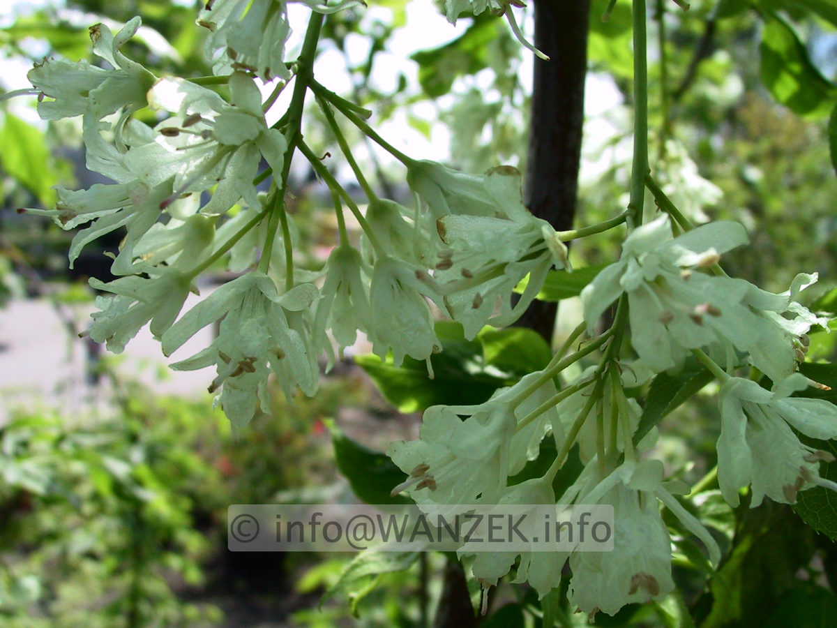 Staphylea colchica 02 Blueten.jpg